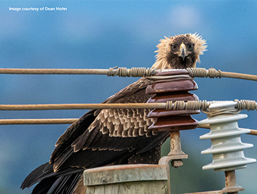 Protecting birdlife